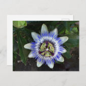 Carte postale Passion Flower #2 (Devant / Derrière)