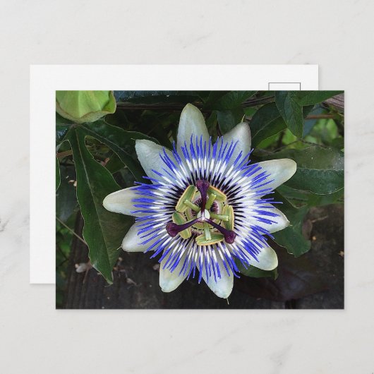 Carte postale Passion Flower #2 (Devant / Derrière)
