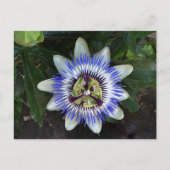 Carte postale Passion Flower #2 (Devant)