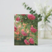 Carte postale Passion rose (Debout devant)