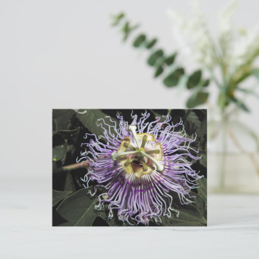 Carte postale Passionflower (Debout devant)