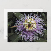 Carte postale Passionflower (Devant / Derrière)