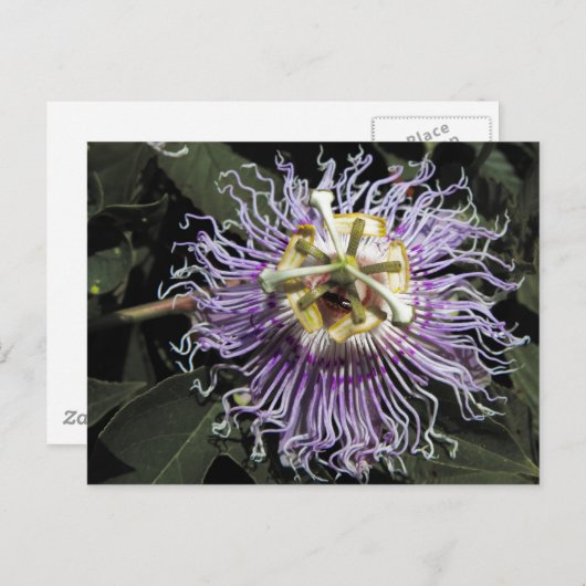Carte postale Passionflower (Devant / Derrière)