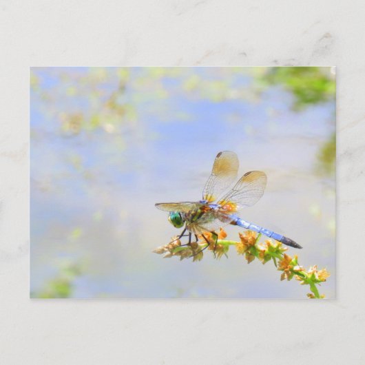 Carte postale Pastel Dragonfly (Devant)