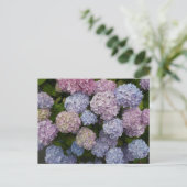 Carte Postale Pastel Hydrangea Fleurs Gros Plan do-it-yourself C (Debout devant)