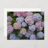 Carte Postale Pastel Hydrangea Fleurs Gros Plan do-it-yourself C (Devant / Derrière)