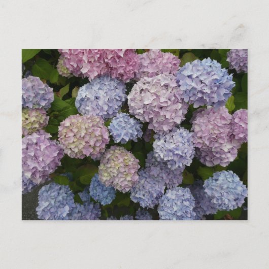 Carte Postale Pastel Hydrangea Fleurs Gros Plan do-it-yourself C (Devant)