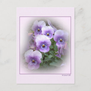 Carte Postale Pastel Pansies