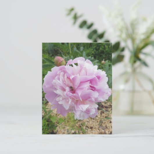 Carte Postale Pastel Pink Peony et Miel Bee (Debout devant)