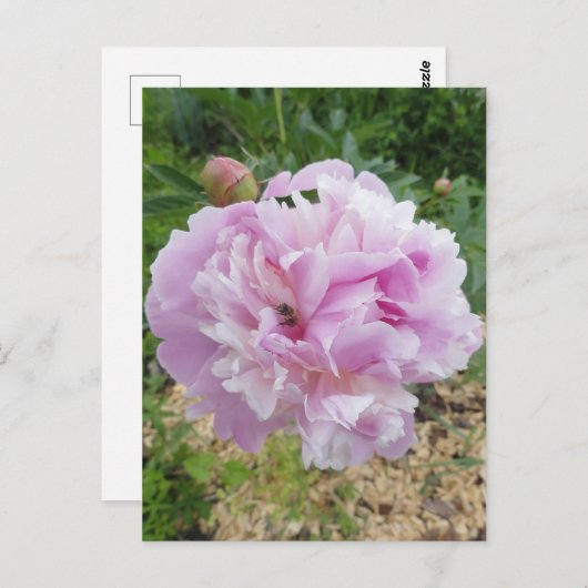 Carte Postale Pastel Pink Peony et Miel Bee (Devant / Derrière)