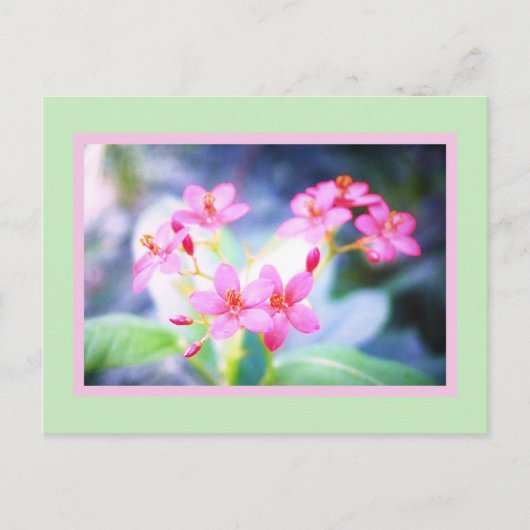 Carte postale Pastel Rose Fleurs (Devant)