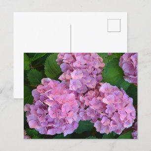 Carte Postale Pastel rose Hortensia hydrangea fleurs