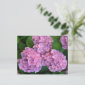 Carte Postale Pastel rose Hortensia hydrangea fleurs (Debout devant)