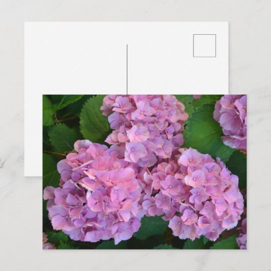 Carte Postale Pastel rose Hortensia hydrangea fleurs (Devant / Derrière)