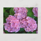 Carte Postale Pastel rose Hortensia hydrangea fleurs (Devant)