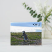 Carte Postale Patagonie Chili Penguin (Debout devant)
