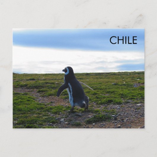 Carte Postale Patagonie Chili Penguin (Devant)