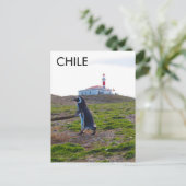 Carte Postale Patagonie Chili Penguin - Verticale (Debout devant)