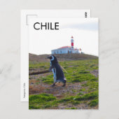 Carte Postale Patagonie Chili Penguin - Verticale (Devant / Derrière)