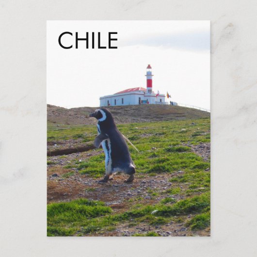 Carte Postale Patagonie Chili Penguin - Verticale (Devant)