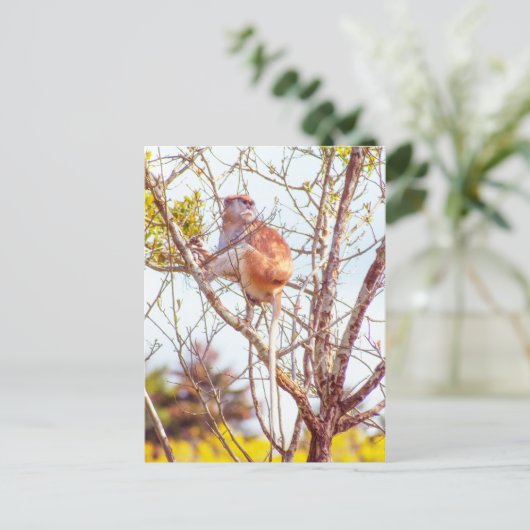 Carte Postale Patas est perché dans un arbre (Debout devant)