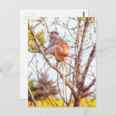 Carte Postale Patas est perché dans un arbre (Devant / Derrière)