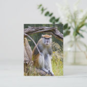 Carte Postale Patas Monkey (Debout devant)