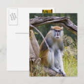 Carte Postale Patas Monkey (Devant / Derrière)