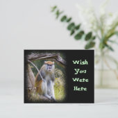 Carte Postale Patas Monkey (Debout devant)