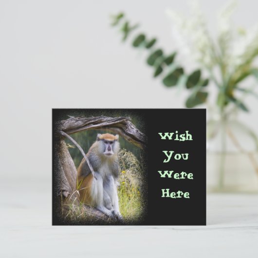 Carte Postale Patas Monkey (Debout devant)