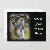Carte Postale Patas Monkey (Devant / Derrière)