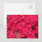 Carte Postale Patch de fleurs Red Azalea (Devant / Derrière)