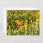 Carte Postale Patch de pavot brillant (Devant / Derrière)