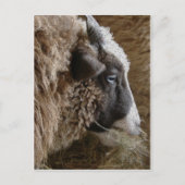 Carte Postale Patchwork Amy (Devant)