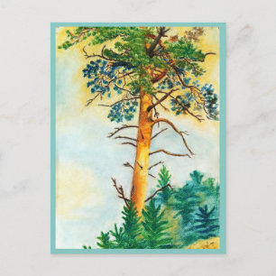 Carte Postale Pâte aux pins