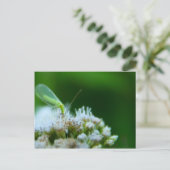 Carte Postale Pâte verte sur la fleur de Boneset (Debout devant)