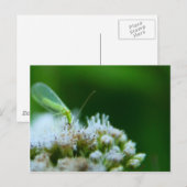Carte Postale Pâte verte sur la fleur de Boneset (Devant / Derrière)