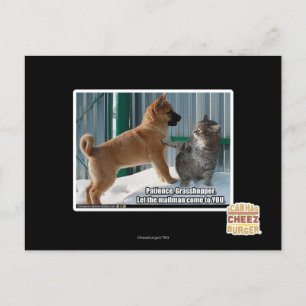 Carte Postale Patience, sauterelle.