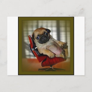 Carte Postale Patron Carlin !