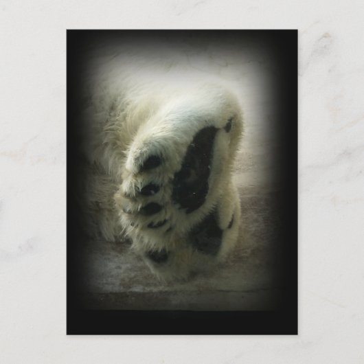 Carte postale Patrouilles Ours Polaires (Devant)