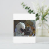 Carte Postale patte de taureau (Debout devant)