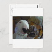 Carte Postale patte de taureau (Devant / Derrière)