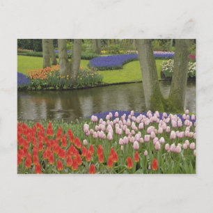 Carte Postale Pattern of tulips and grape hyacinth flowers,