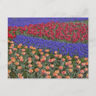 Carte Postale Pattern of tulips and Grape Hyacinth flowers, 3