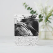 Carte Postale Patti Bloodhound (Debout devant)