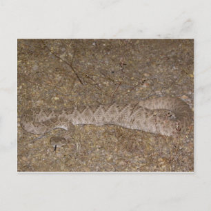 Carte Postale Patti Jares (Wickenburg, AZ)