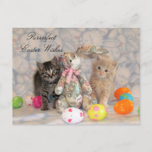 Carte postale Patton & Buffington Pâques - Chat / 