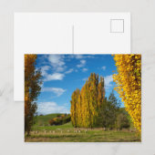 Carte Postale Pâturage agricole avec mouton (Devant / Derrière)