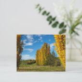 Carte Postale Pâturage agricole avec mouton (Debout devant)