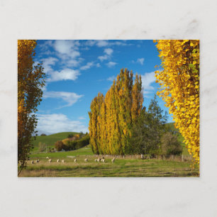 Carte Postale Pâturage avec des moutons